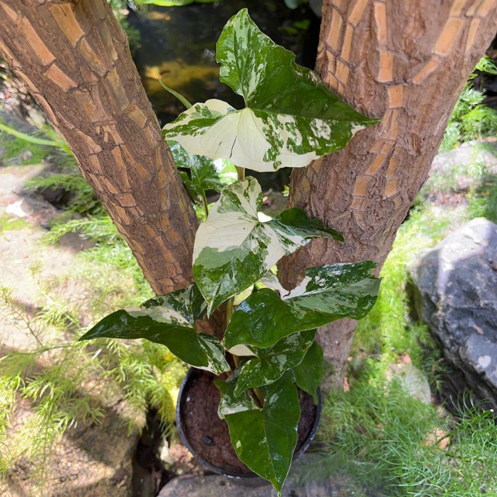  Syngonium Podophyllum Albo Plant