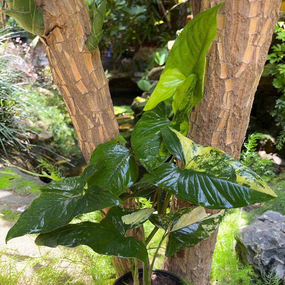  Syngonium Podophyllum 'Aurea' Plant