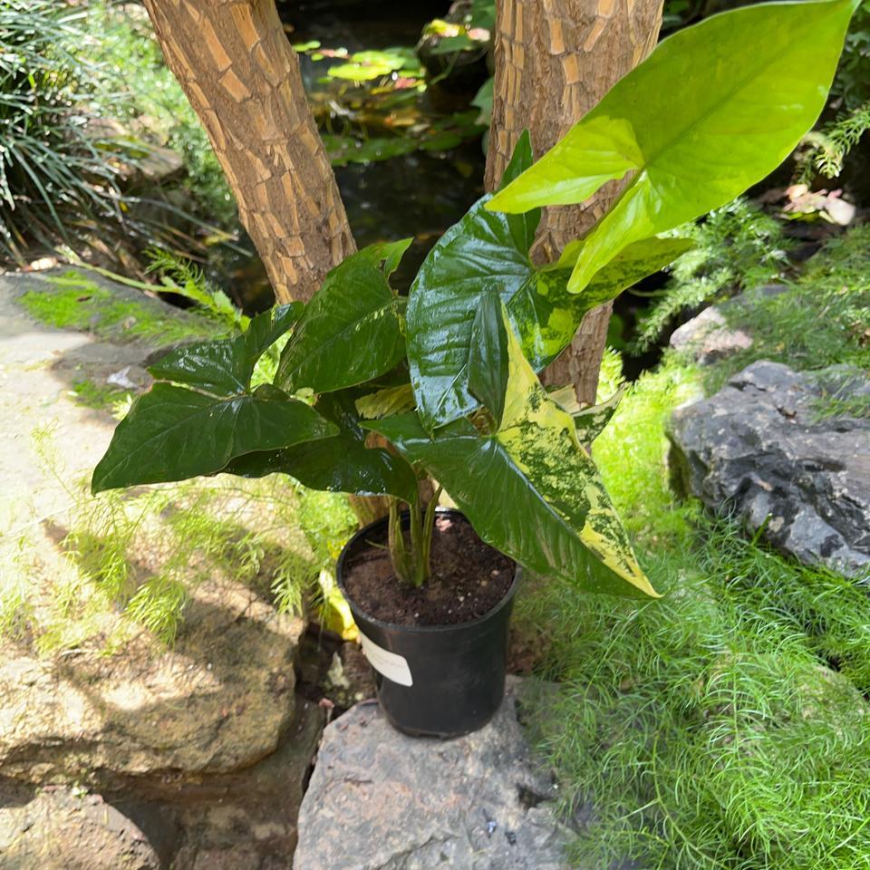  Syngonium Podophyllum 'Aurea' Plant