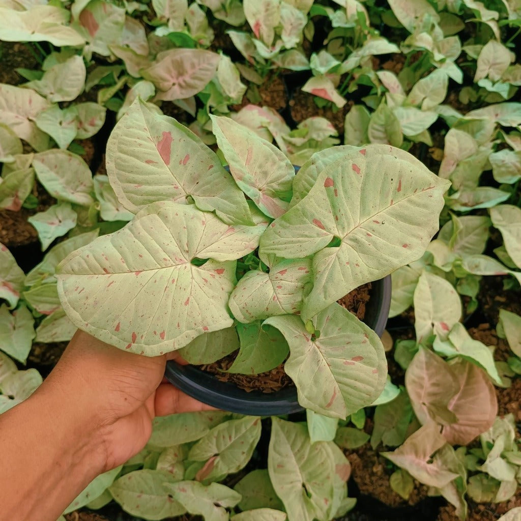  Syngonium Milk Confetti Plant