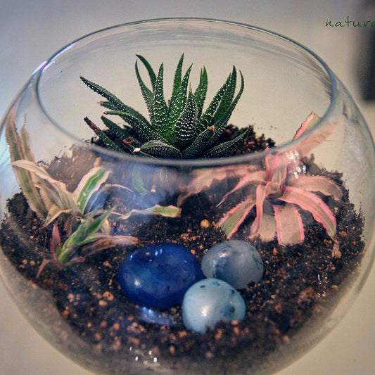  5" Fish Pot Planter