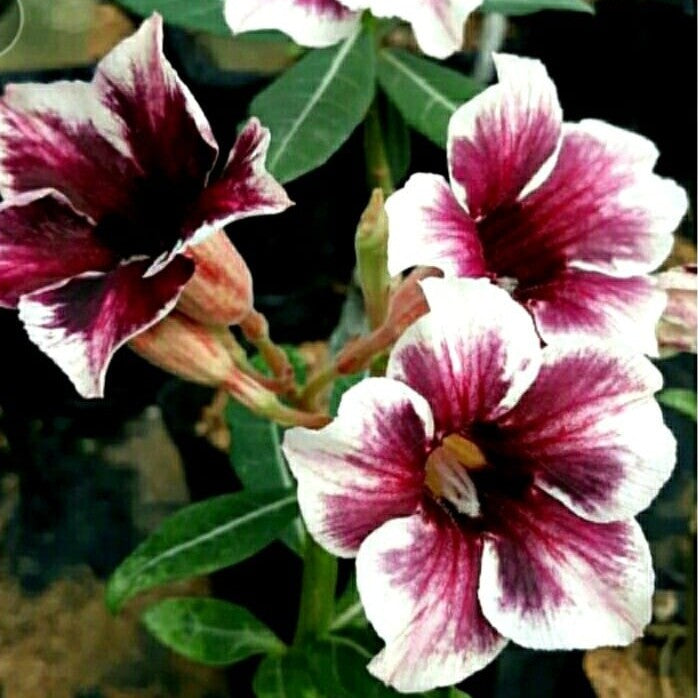  Crispum Hybrid 'Royal Enigma' Adenium Plant