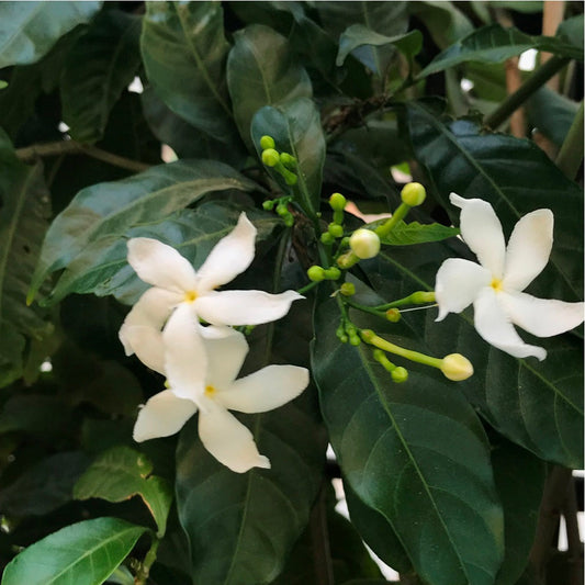  Crape Jasmine Chandni Plant