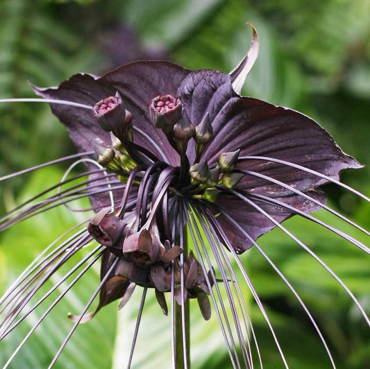  Tacca 'Chantrieri' (Bulbs)