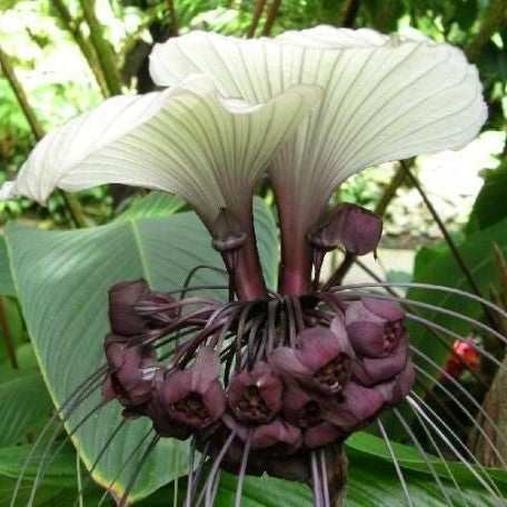  Tacca 'Integrifolia' (Bulbs)