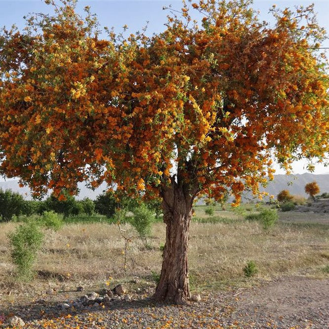  Tecomella Undulata Roheda Plant
