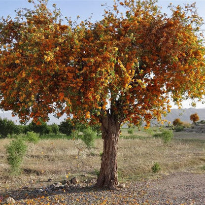  Tecomella Undulata Roheda Plant