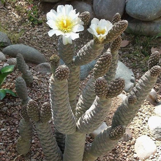  Tephrocactus Articulatus Var. Inermis Cactus Plant