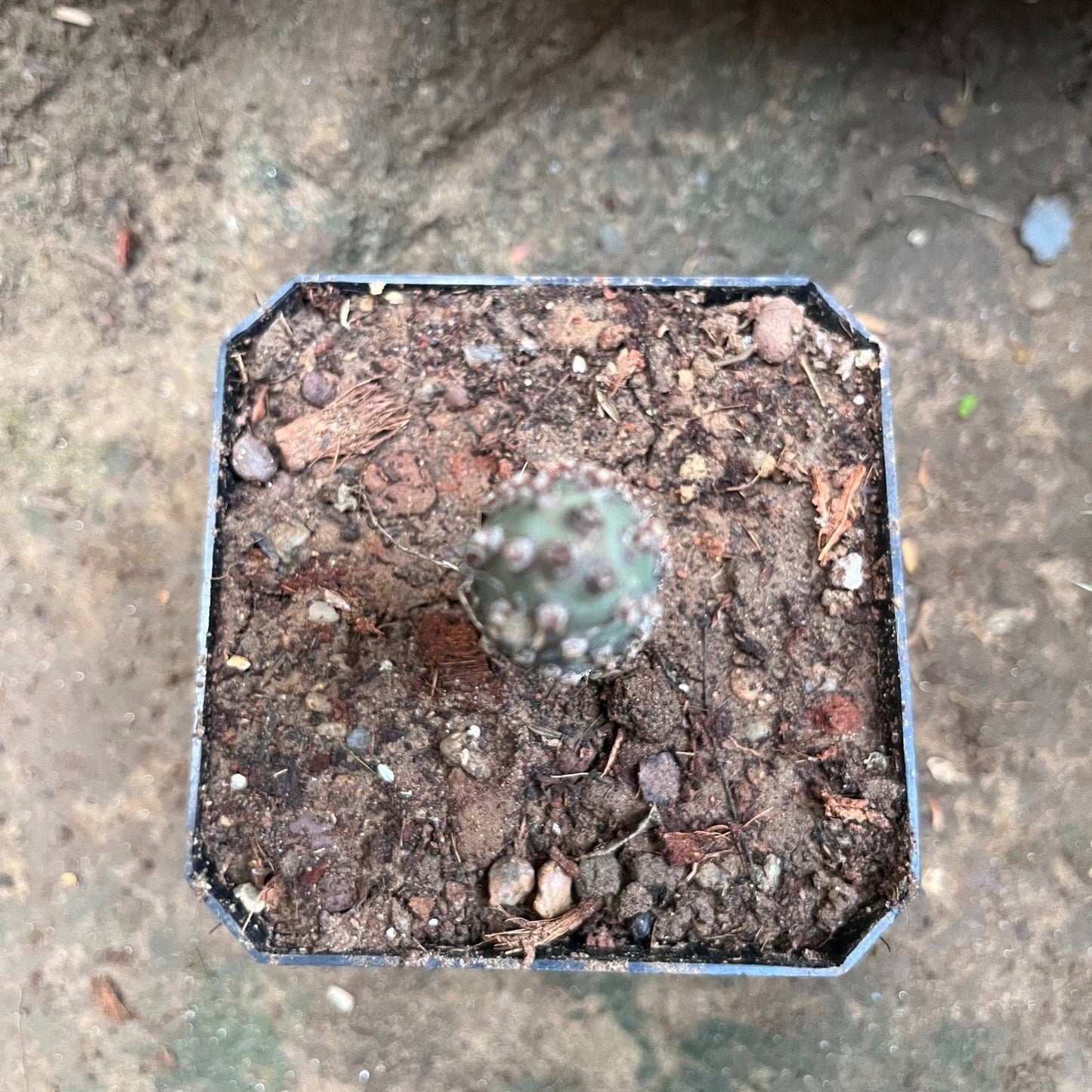  Tephrocactus Articulatus Var. Inermis Cactus Plant