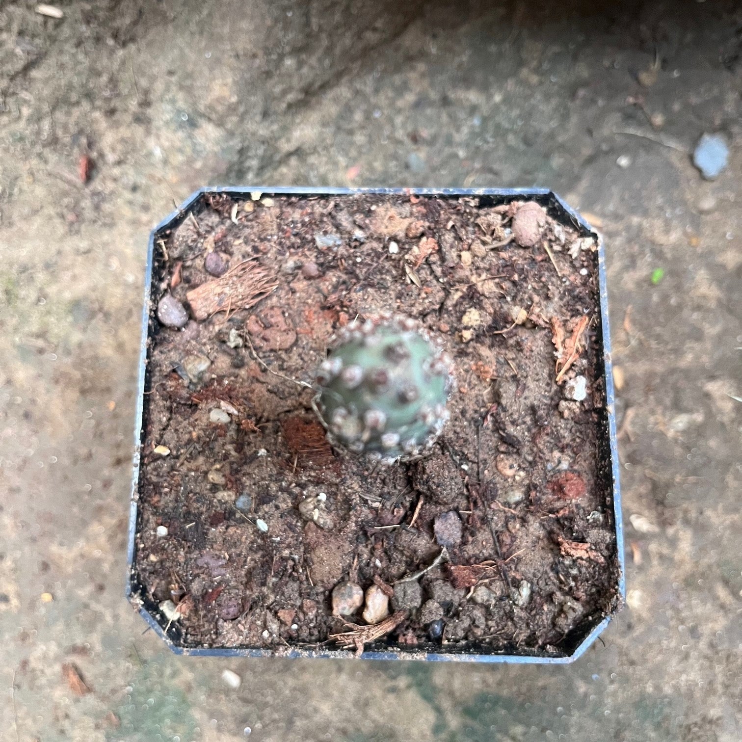  Tephrocactus Articulatus Var. Inermis Cactus Plant