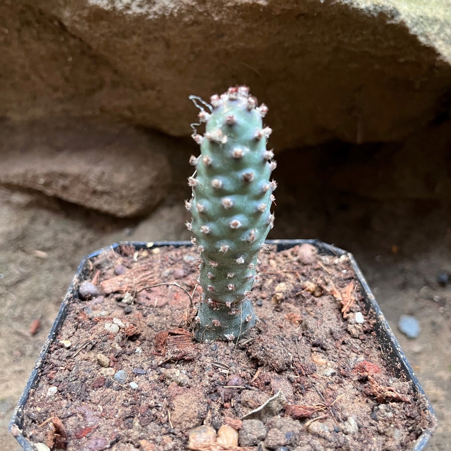  Tephrocactus Articulatus Var. Inermis Cactus Plant