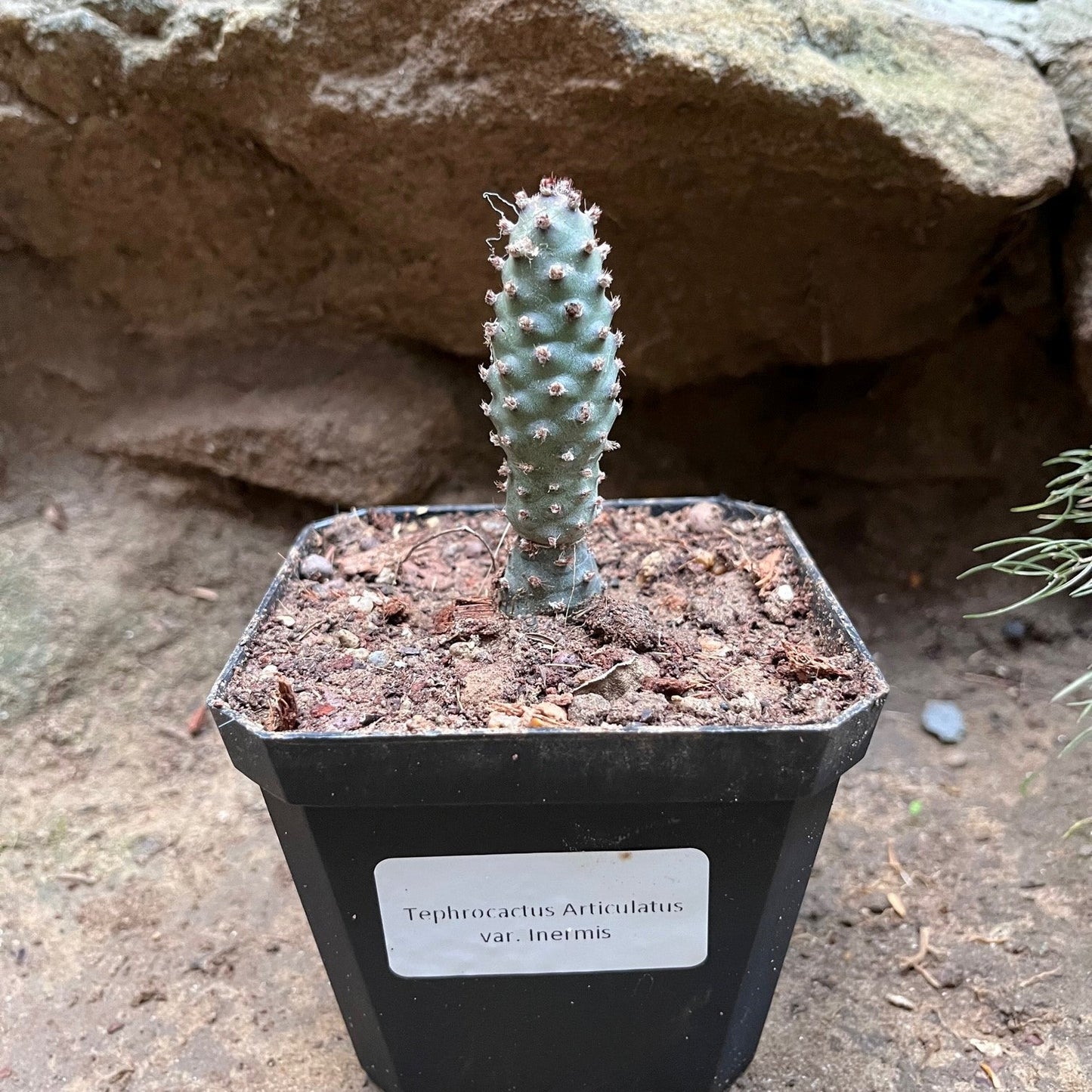  Tephrocactus Articulatus Var. Inermis Cactus Plant