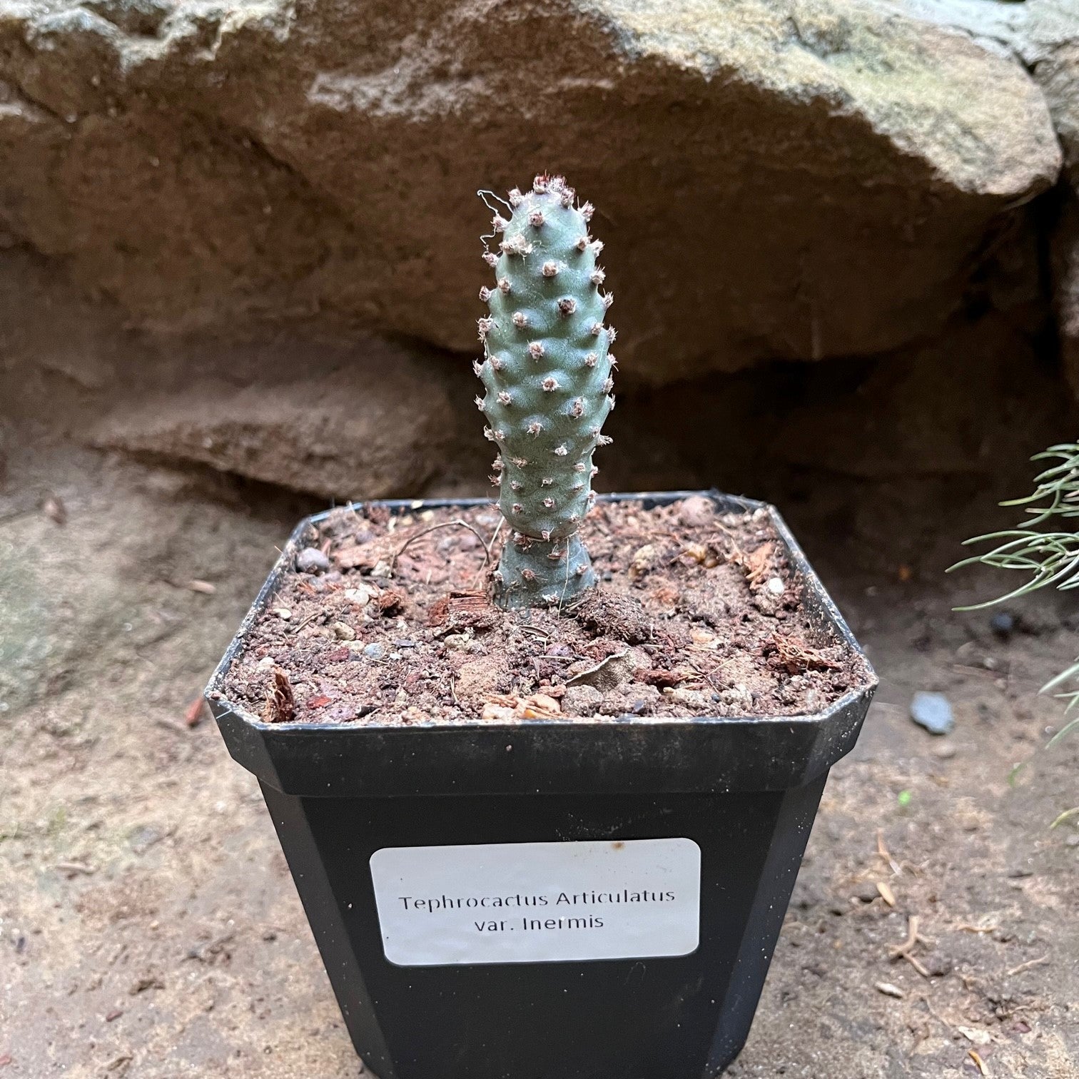  Tephrocactus Articulatus Var. Inermis Cactus Plant
