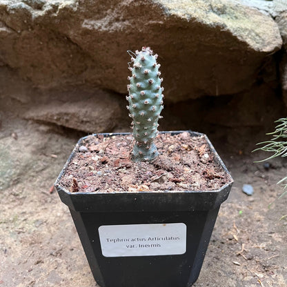  Tephrocactus Articulatus Var. Inermis Cactus Plant