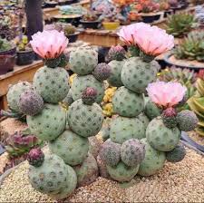  Tephrocactus Geometricus Cactus Plant