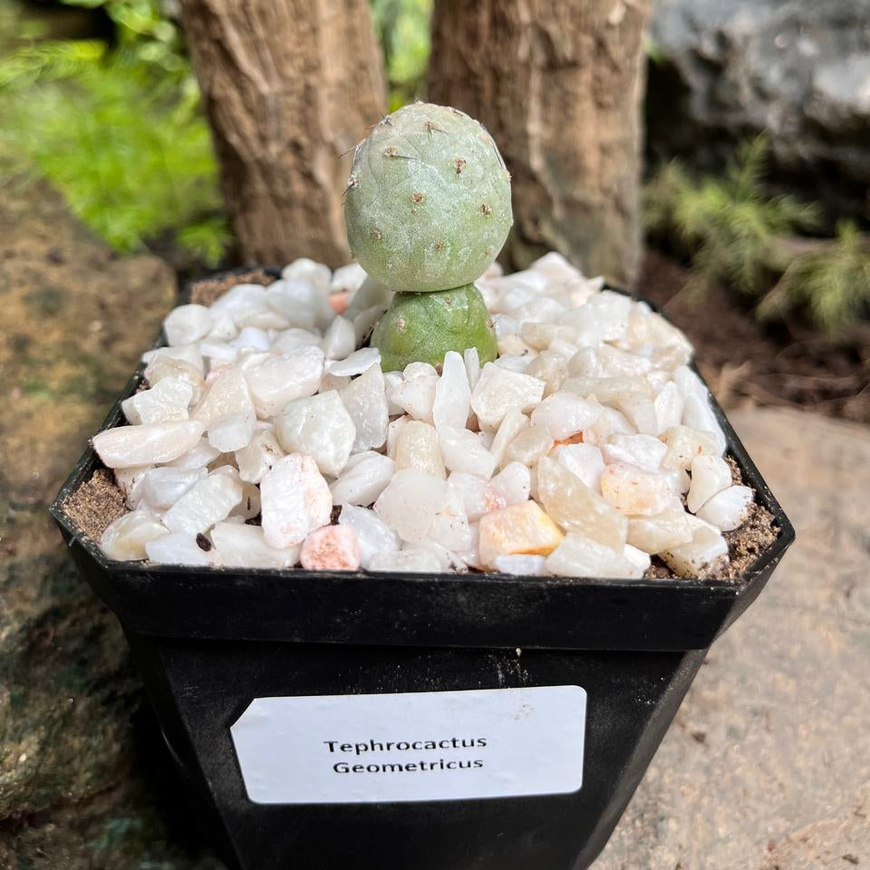  Tephrocactus Geometricus Cactus Plant