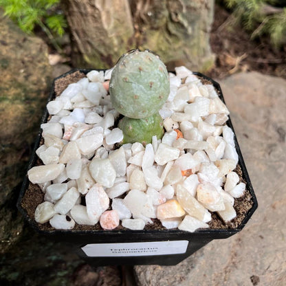  Tephrocactus Geometricus Cactus Plant