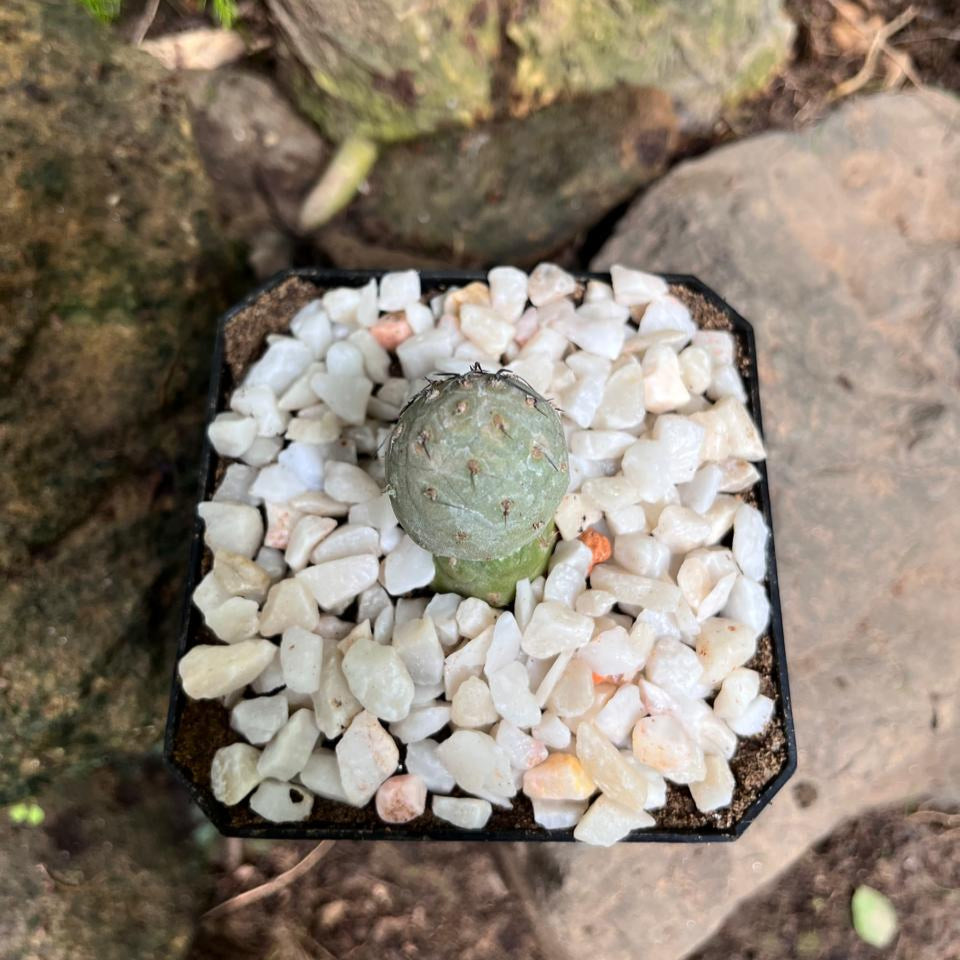  Tephrocactus Geometricus Cactus Plant