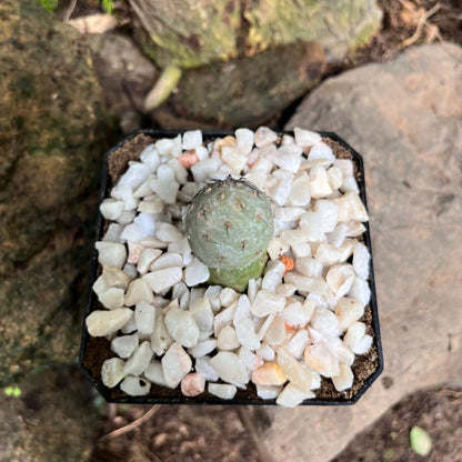  Tephrocactus Geometricus Cactus Plant
