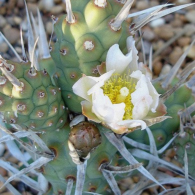  Tephrocactus Articulatus Var. Papyracanthus Cactus Plant