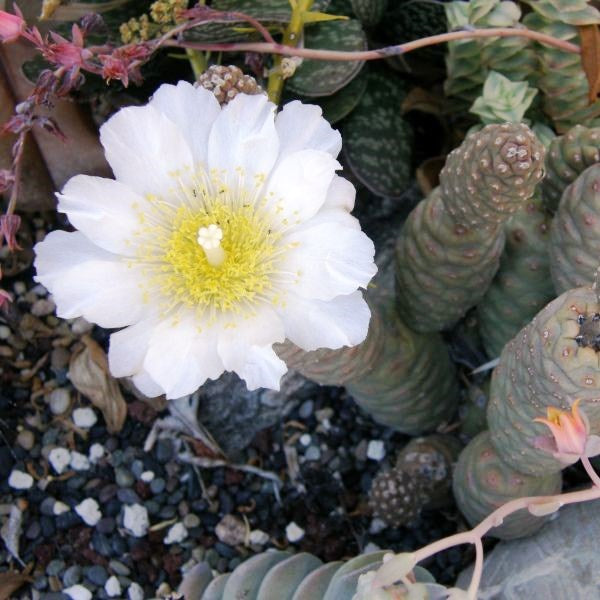  Tephrocactus Articulatus Var. Inermis Cactus Plant