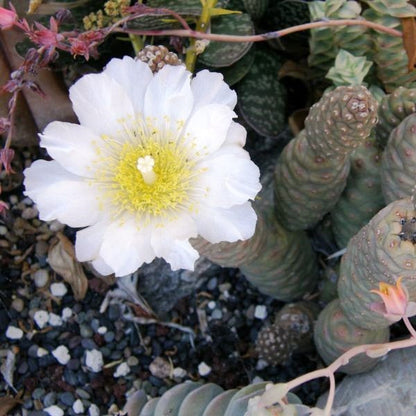  Tephrocactus Articulatus Var. Inermis Cactus Plant