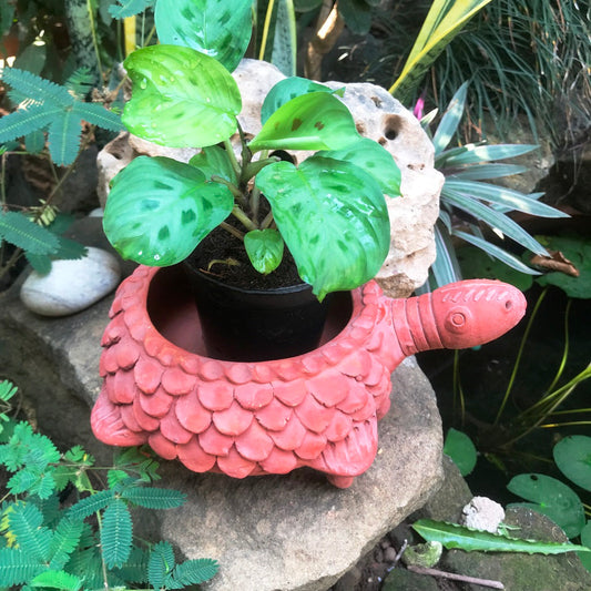  Terracotta Tortoise Small Planter