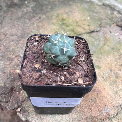  Thelocactus Hexaedrophorus Cactus Plant