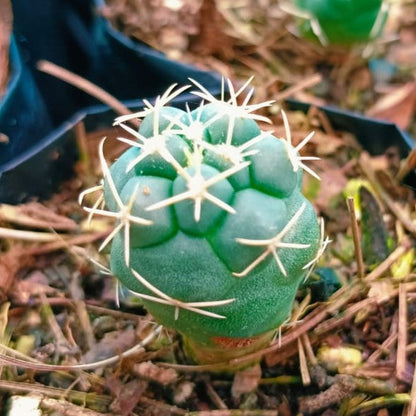  Thelocactus Hexaedrophorus Cactus Plant