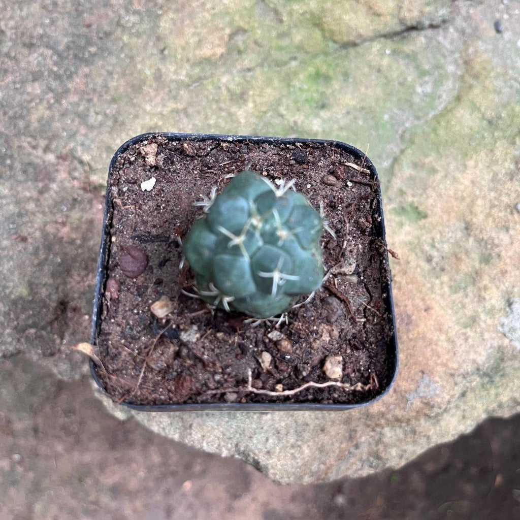  Thelocactus Hexaedrophorus Cactus Plant