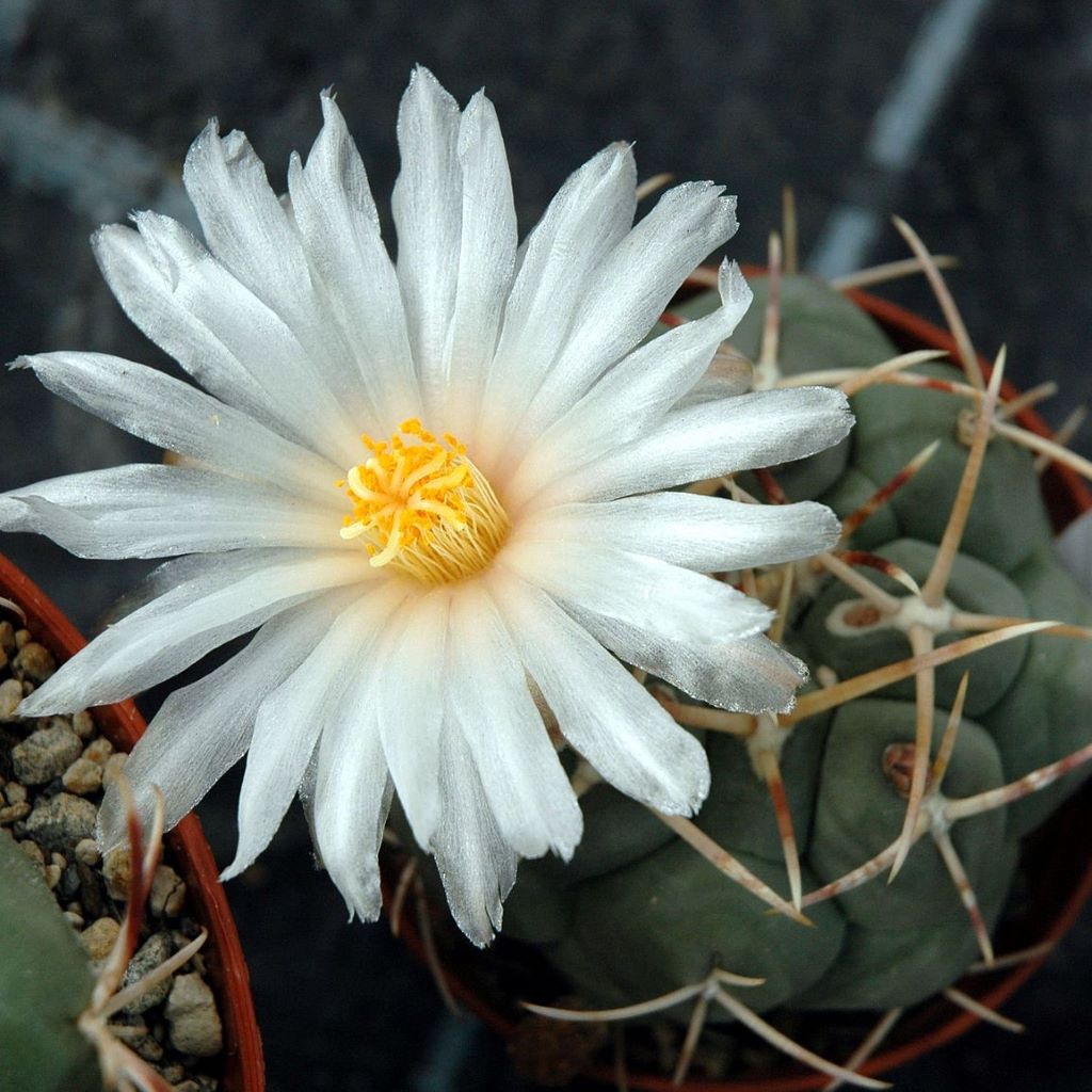  Thelocactus Hexaedrophorus Cactus Plant