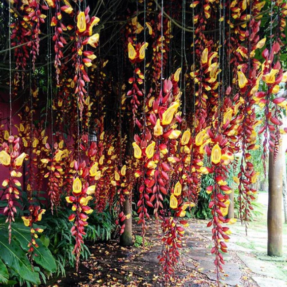  Thunbergia Mysorensis Vine Plant