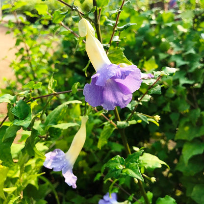  Bengal Trumpet Vine Plant