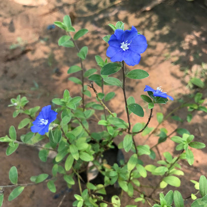  Velvet-Leaf Tibouchina Plant