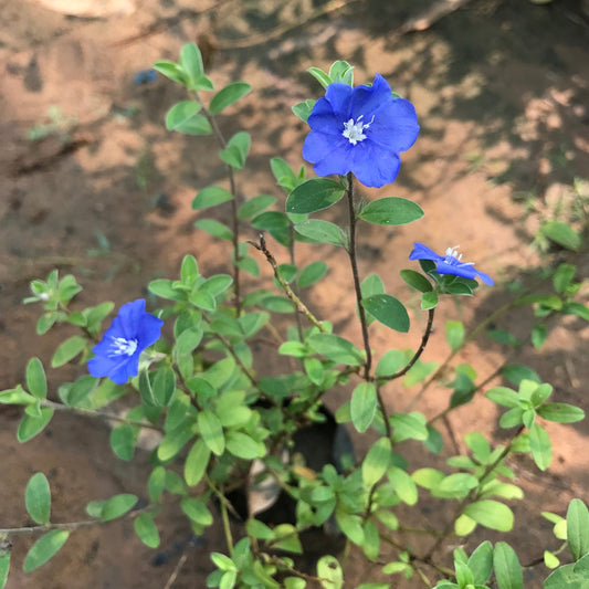  Velvet-Leaf Tibouchina Plant