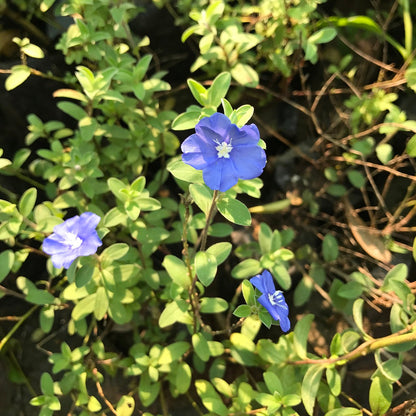  Velvet-Leaf Tibouchina Plant