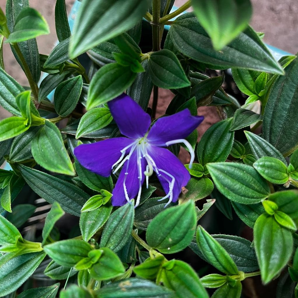  Pleroma Semidecandrum - Begam Bahar Plant