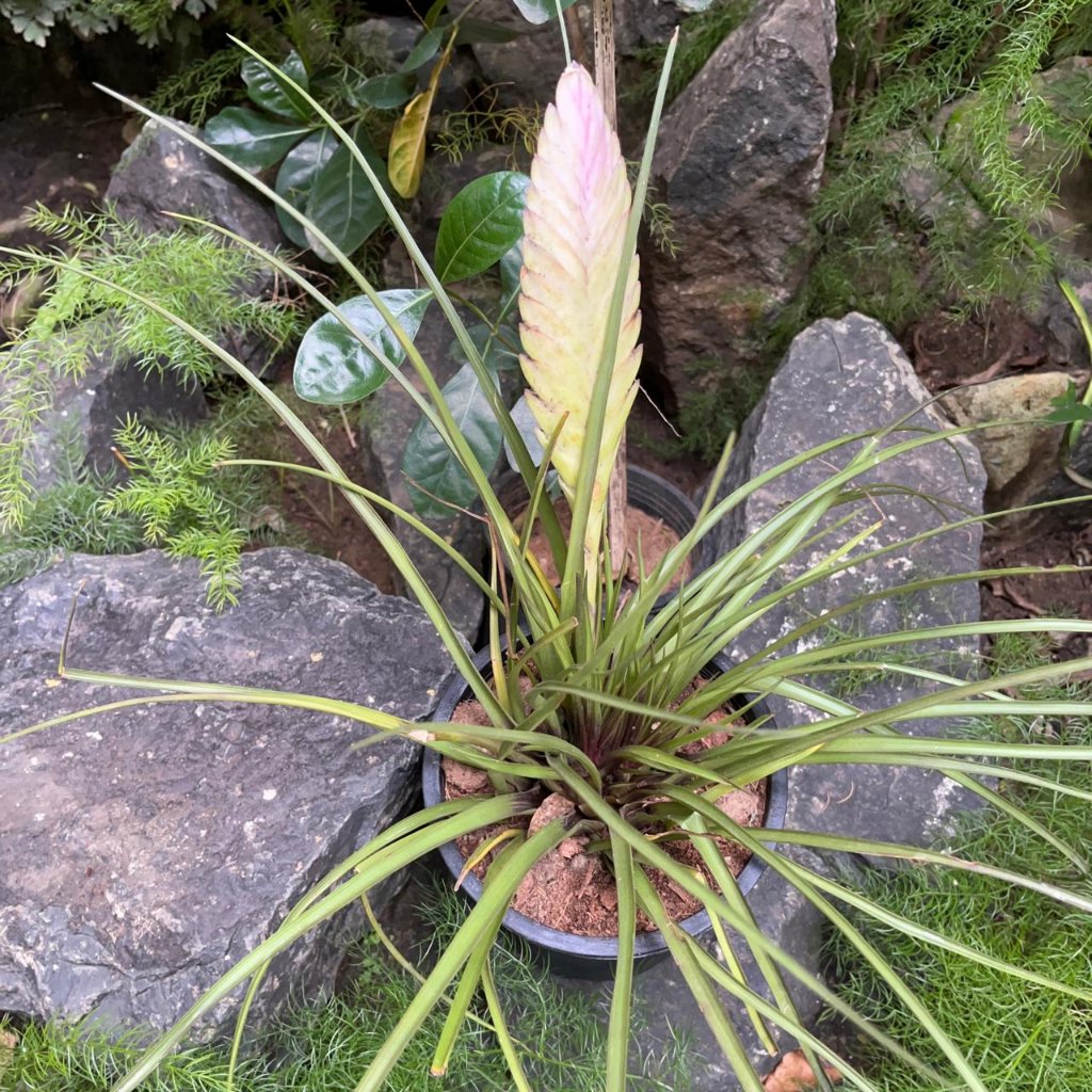  Tillandsia Cyanea Air Plant