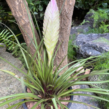  Tillandsia Cyanea Air Plant