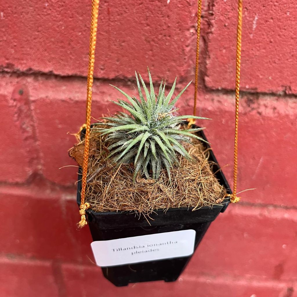  Tillandsia Ionantha Pleiades Air Plant