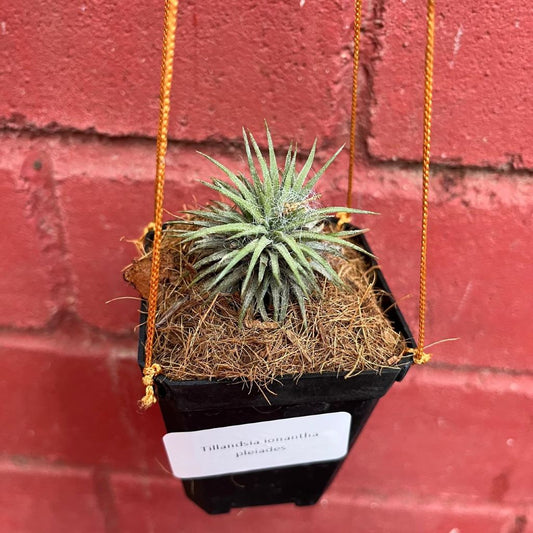  Tillandsia Ionantha Pleiades Air Plant