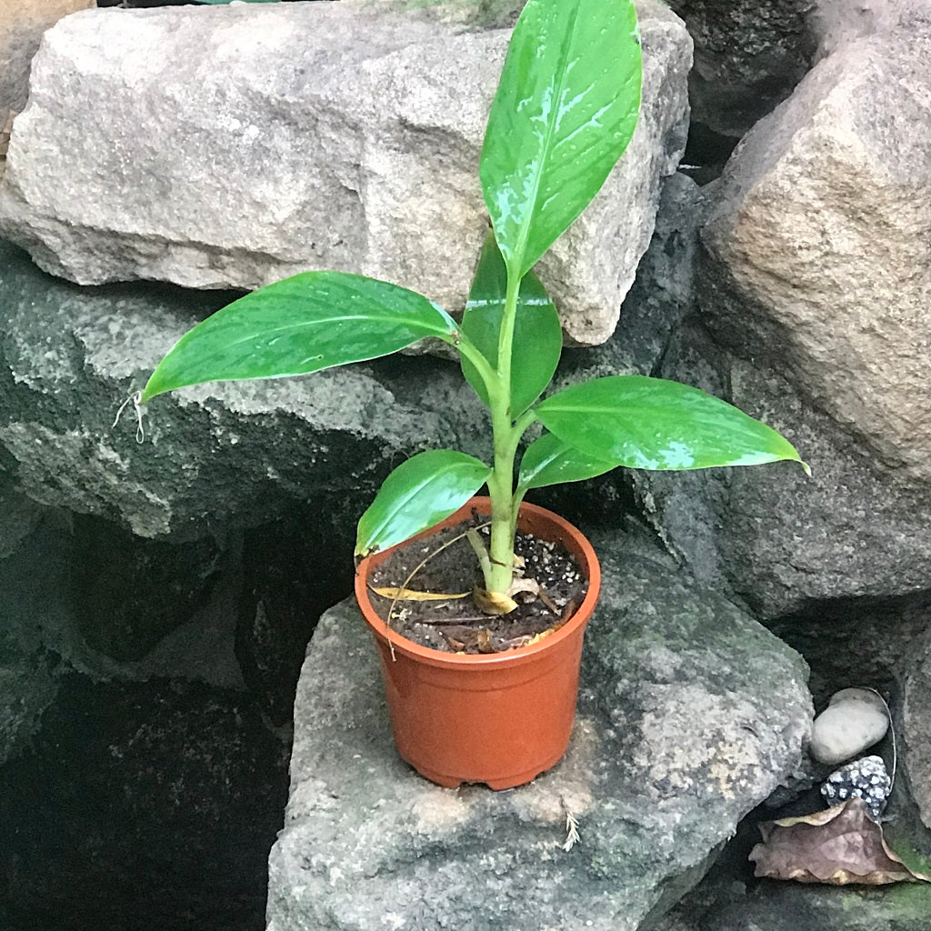  Grand Nain Banana Tissue Culture Plant