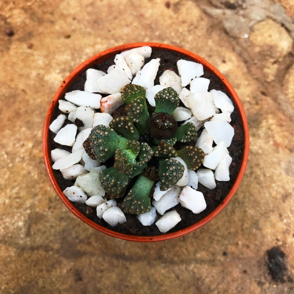  Titanopsis Calcarea Succulent Plant