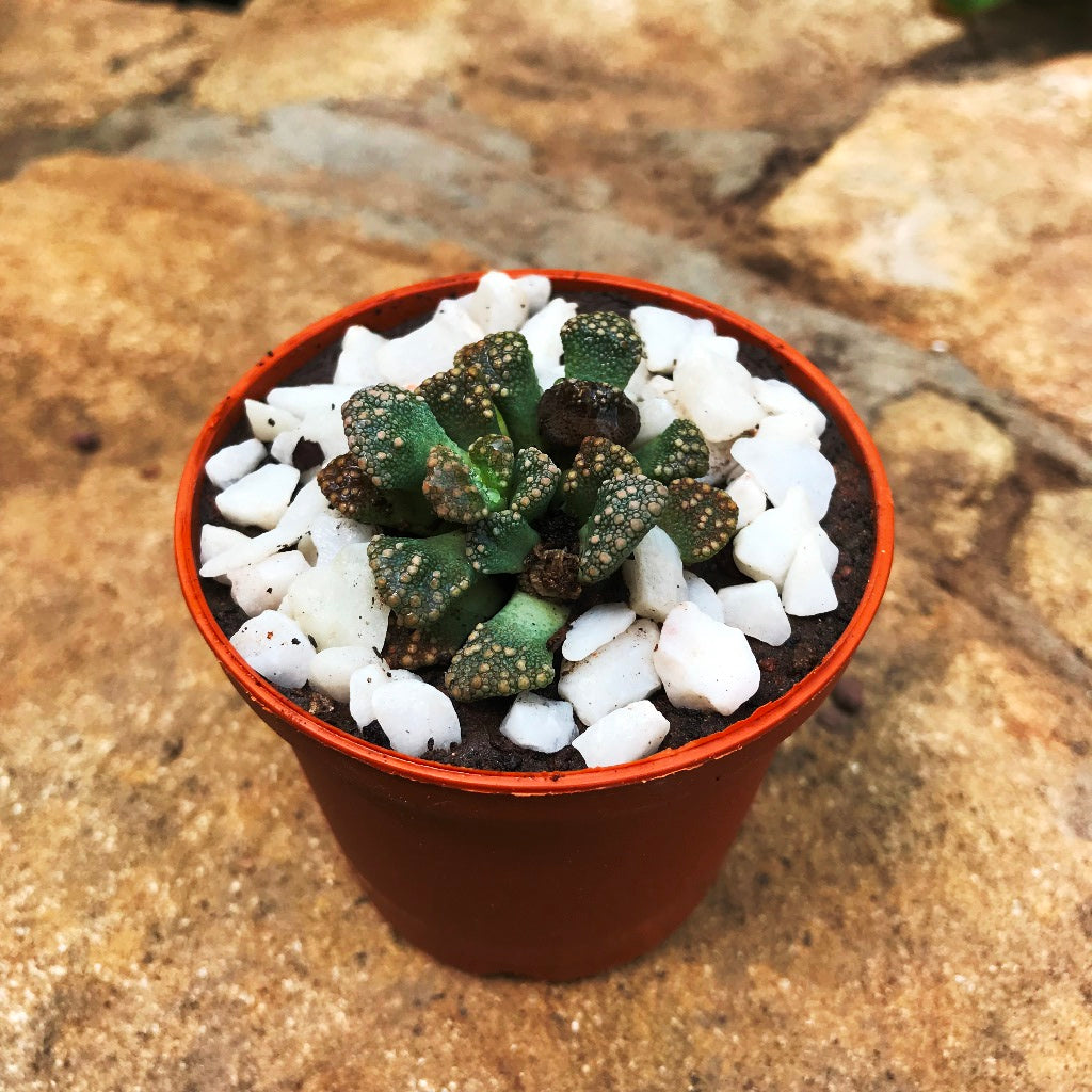  Titanopsis Calcarea Succulent Plant