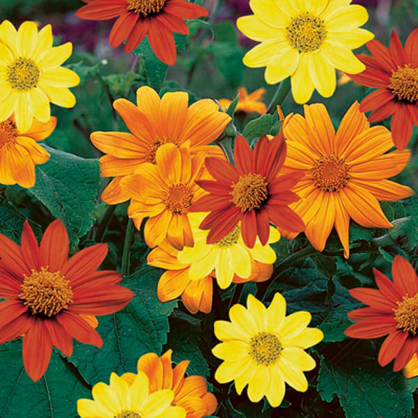  Tithonia - Mexican Sunflower (Mix Bulbs)
