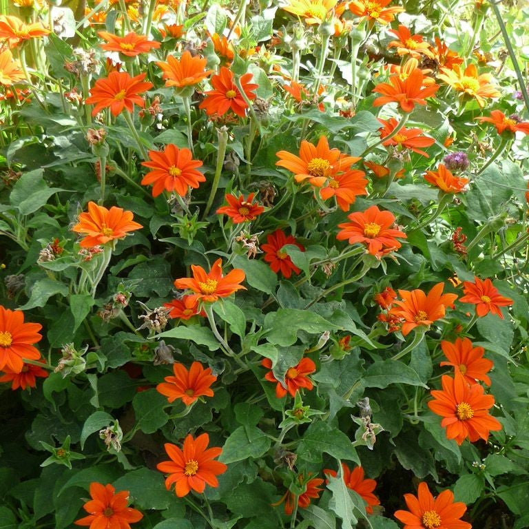  Tithonia - Mexican Sunflower (Mix Bulbs)