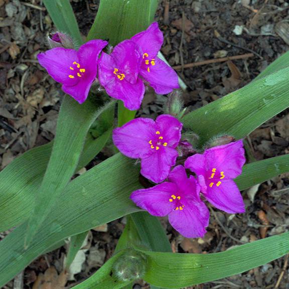  Giant Spiderwort Plant