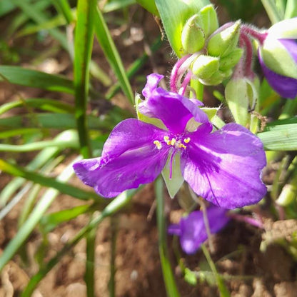  Giant Spiderwort Plant