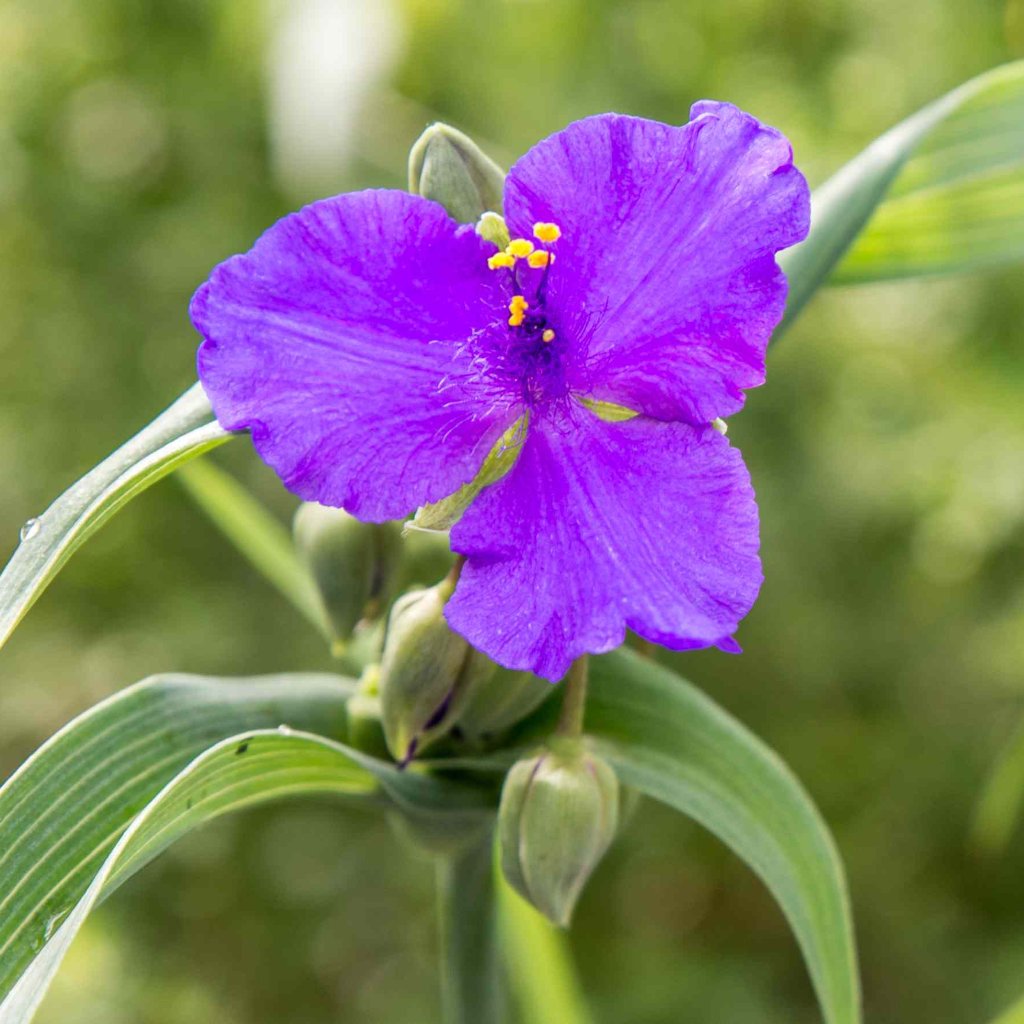  Giant Spiderwort Plant