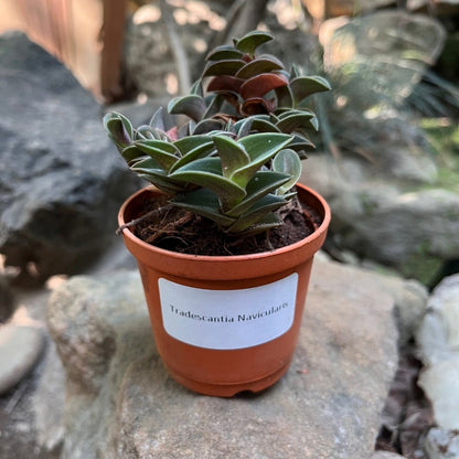  Tradescantia Navicularis Succulent Plant